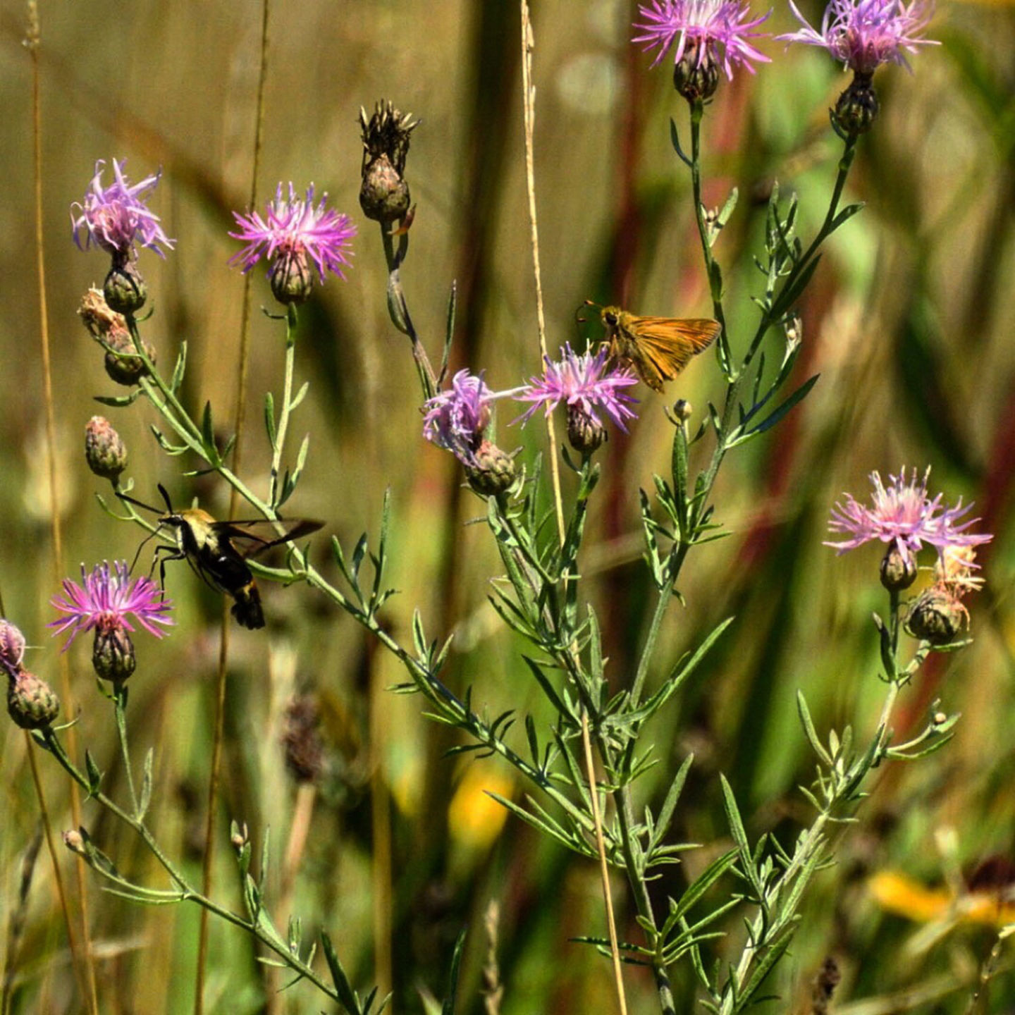Hummingbird moth and a skipper butterfly